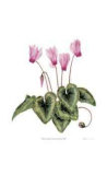 Buy Cyclamen Persicum at AllPosters.com