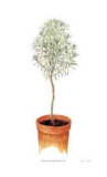 Buy Lavender Standard at AllPosters.com