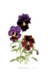 Buy Swiss Giant Chalon Pansies at AllPosters.com