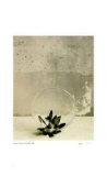 Buy Floral #12 at AllPosters.com