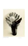 Buy Floral #8 at AllPosters.com