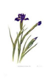 Buy Dutch Iris at AllPosters.com