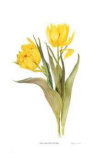 Buy Double Early Tulips at AllPosters.com