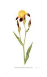 Buy Miniature Tall Bearded Iris at AllPosters.com