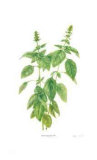 Buy Basil at AllPosters.com