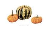 Buy Variegata Squash & Miniature Pumpkins at AllPosters.com