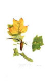 Buy Tulip Tree in Autumn at AllPosters.com