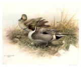 Buy Pintailed Ducks at AllPosters.com