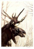 Buy Moose at AllPosters.com
