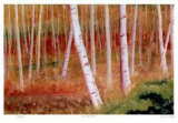Buy The White Forest at AllPosters.com