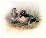 Buy Wood Ducks at AllPosters.com