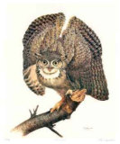 Buy Great Horned Owl at AllPosters.com