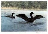 Buy Yodeling - Common Loon at AllPosters.com
