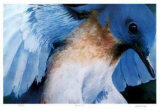 Buy Blue Bird at AllPosters.com