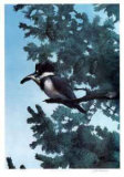 Buy Western King Fisher at AllPosters.com
