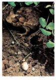 Buy Mr. Toad at AllPosters.com