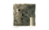 Buy Poppies at AllPosters.com