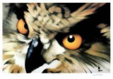 Buy Great Horned at AllPosters.com