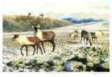 Buy Caribou at AllPosters.com