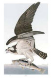 Osprey