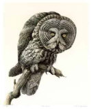 Buy Great Grey Owl at AllPosters.com