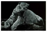 Buy Male Polar Bear at AllPosters.com