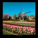 Lisse, Holland
