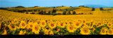 Buy Sunflowers Field - Umbria at AllPosters.com