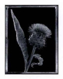 Buy Thistle at AllPosters.com