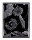 Buy Chestnuts at AllPosters.com