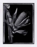 Buy Corn at AllPosters.com