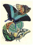 Buy Butterflies III at AllPosters.com
