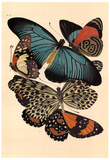Buy Butterflies I at AllPosters.com