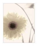 Gerbera Shimmer II Art Print