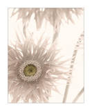Buy Gerbera Breeze II at AllPosters.com