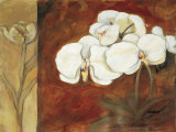 Buy Luisia II at AllPosters.com