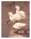 Snowy Egrets