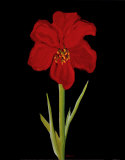 Buy Amaryllis at AllPosters.com