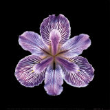 Tiger Iris
