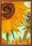 Buy Sunflowers at AllPosters.com