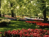 flowers in Keukenhof in Holland