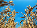 Buy Cornfield at AllPosters.com