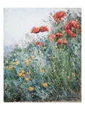 Poppies, Appledore