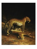 Buy Two Leopards Lying in the Exeter at AllPosters.com