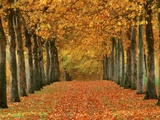 Buy Sycamore Trees in Autumn at AllPosters.com
