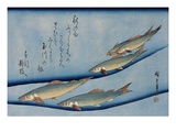 Buy Rivertrout, from the Fish Series at AllPosters.com