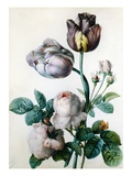 A Cabbage Rose, Two Tulips, a Small Tortoiseshell Butterfly and a Yellow Meadow Ant