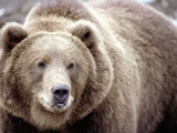Buy Kodiak Bear at AllPosters.com