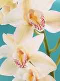 Blooming White Orchids
