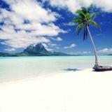 Palm Tree on a Tropical Beach